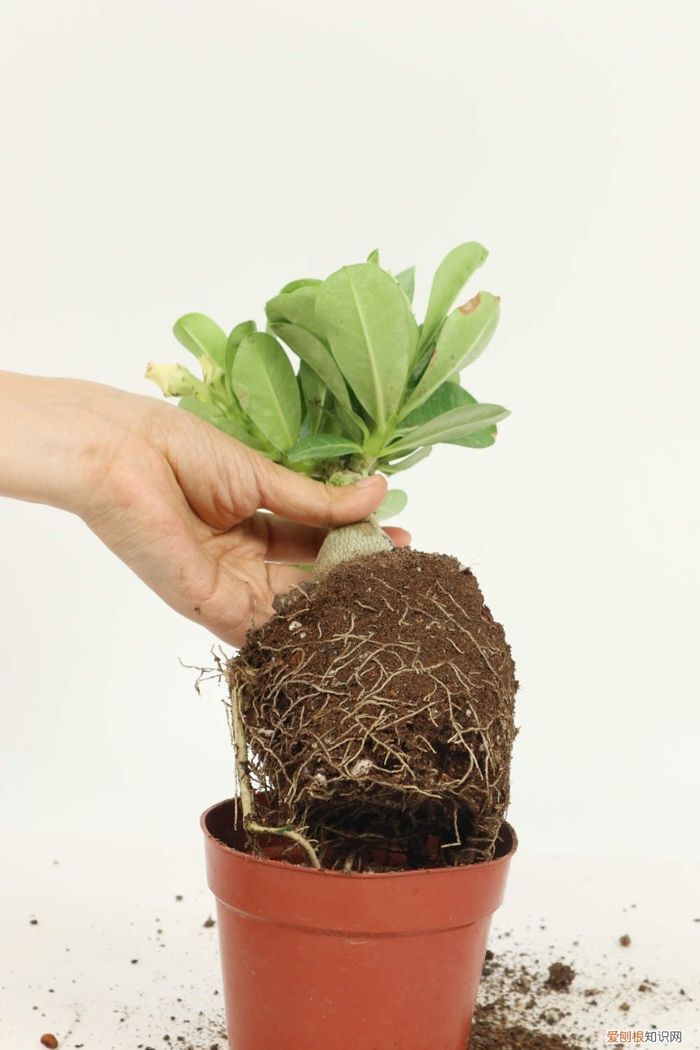 沙漠玫瑰叶子发黄怎么办请放下视频 沙漠玫瑰叶子发黄怎么办