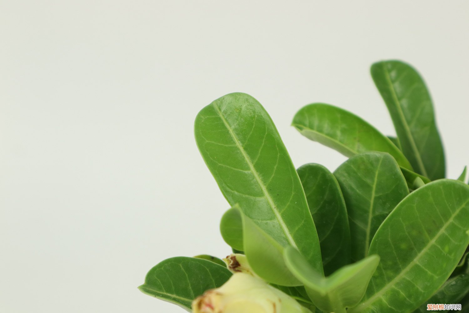 沙漠玫瑰叶子发黄怎么办请放下视频 沙漠玫瑰叶子发黄怎么办