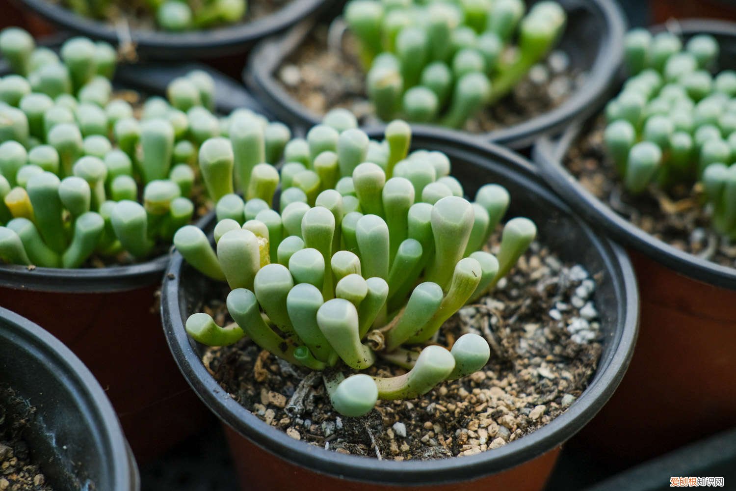 多肉五十铃玉怎么养殖方法 五十铃玉的养殖方法，怎么养爆盆