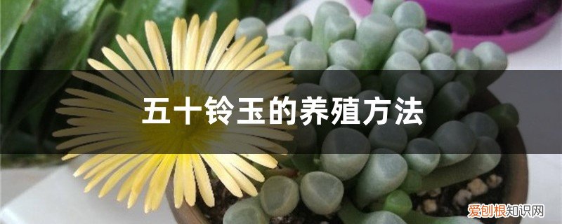 多肉五十铃玉怎么养殖方法 五十铃玉的养殖方法，怎么养爆盆