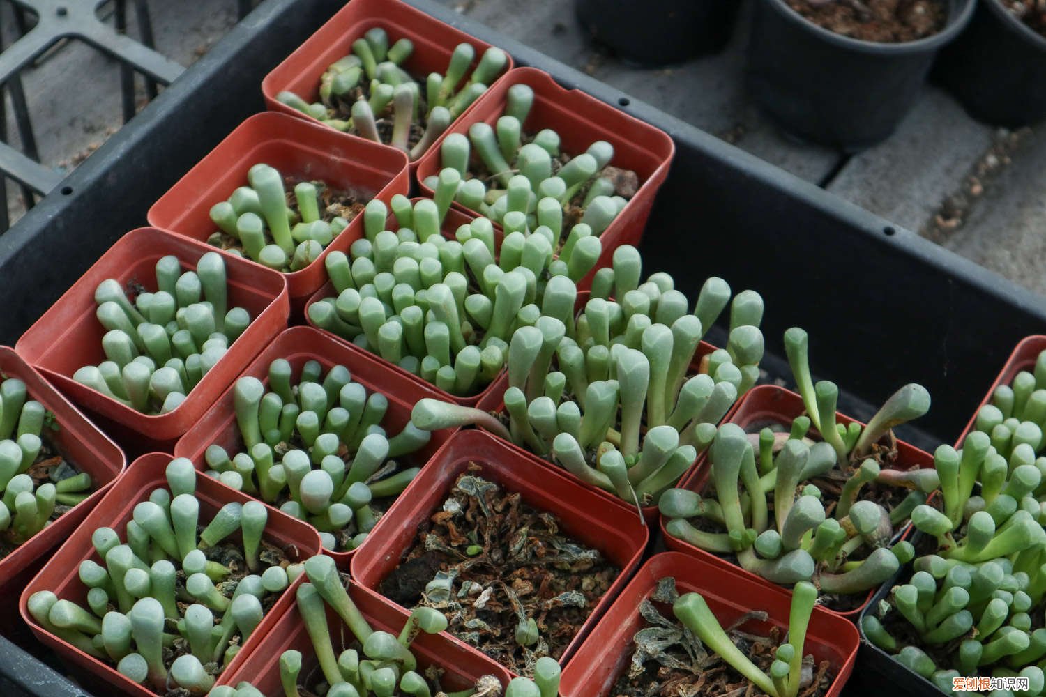 多肉五十铃玉怎么养殖方法 五十铃玉的养殖方法，怎么养爆盆