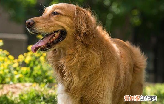 如何给金毛换狗粮 如何给金毛换狗粮过渡