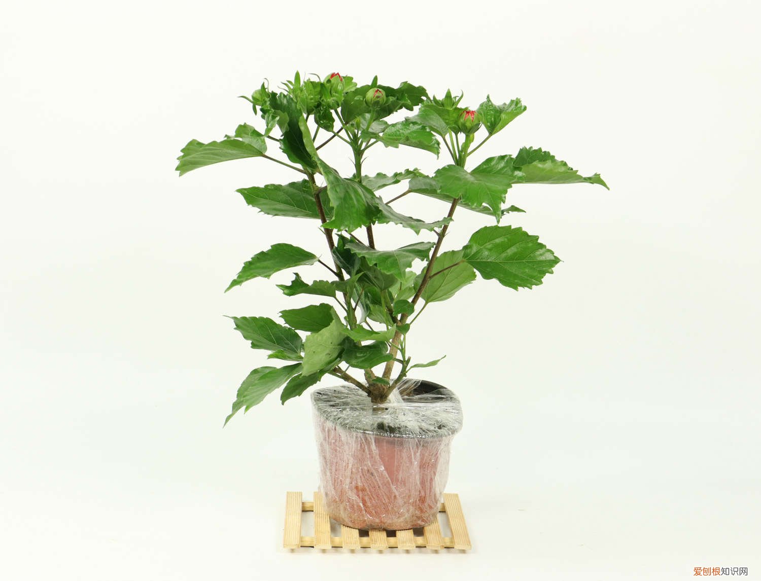 怎么让扶桑多开花,花期如何养护好 怎么让扶桑多开花，花期如何养护