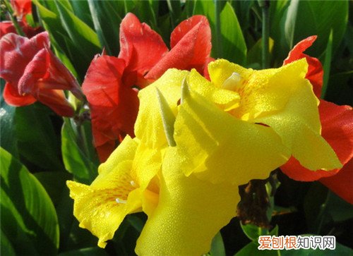 美人蕉花语好吗 美人蕉有什么作用