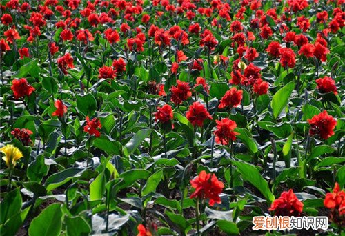 美人蕉花语好吗 美人蕉有什么作用