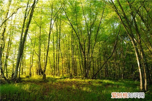 树种类有哪些 树木的作用是什么