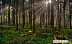 树种类有哪些 树木的作用是什么