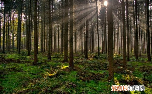 树种类有哪些 树木的作用是什么