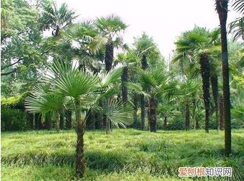 树种类有哪些 树木的作用是什么