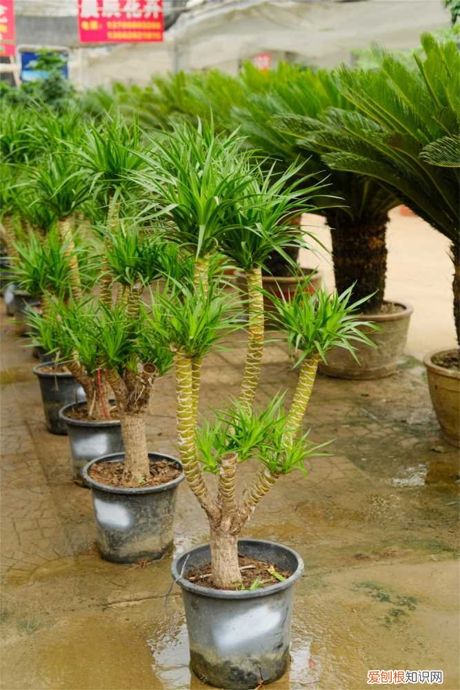 龙血树叶子黄了怎么办? 龙血树叶子发黄怎么办