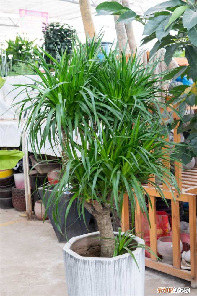 龙血树叶子黄了怎么办? 龙血树叶子发黄怎么办