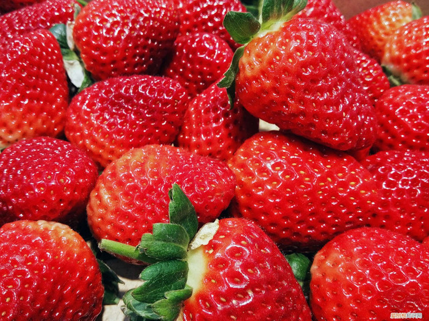 种草莓叶子发黄怎么办 草莓叶子发黄怎么办