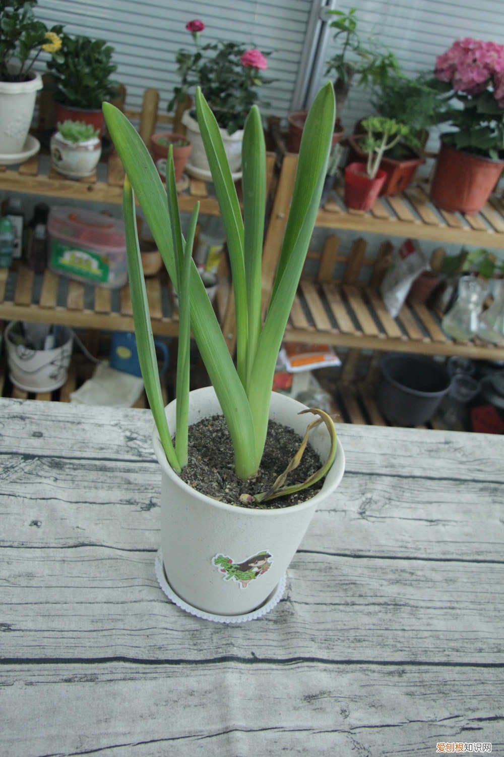 风信子长的太高怎么办 怎么让风信子长得快，长太高怎么处理