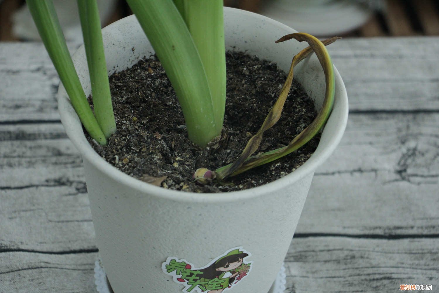 风信子长的太高怎么办 怎么让风信子长得快，长太高怎么处理