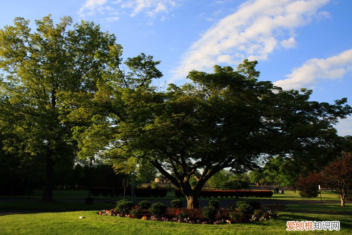 常青树图片欣赏 常青树详细资料的介绍