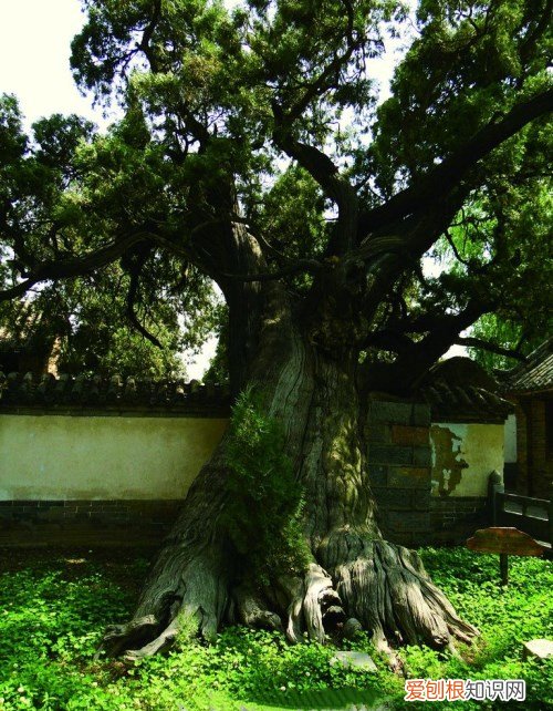 常青树图片欣赏 常青树详细资料的介绍