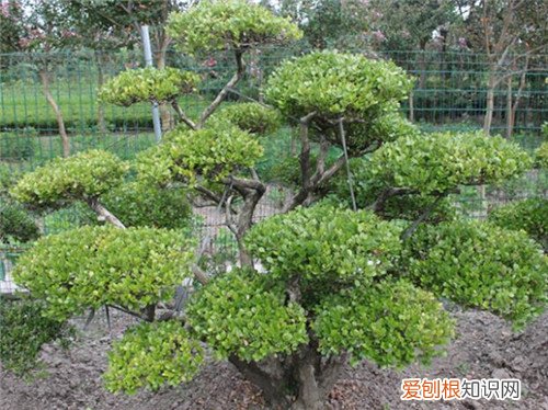 黄杨树价格贵吗 黄杨树有什么用