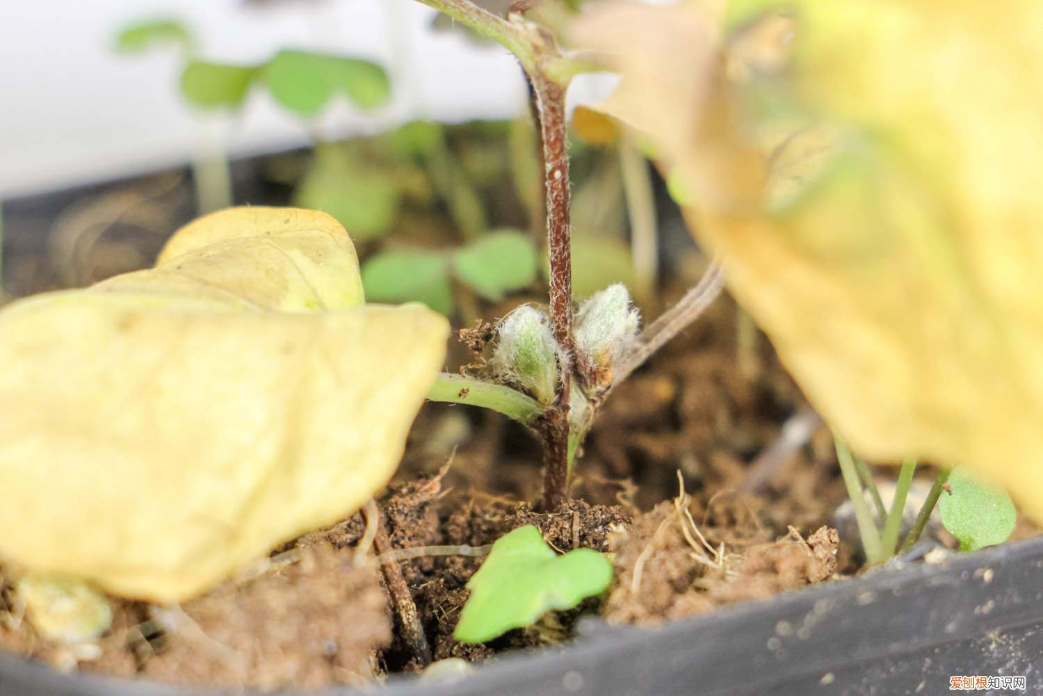 铁线莲 叶子发黄 铁线莲叶子发黄怎么办