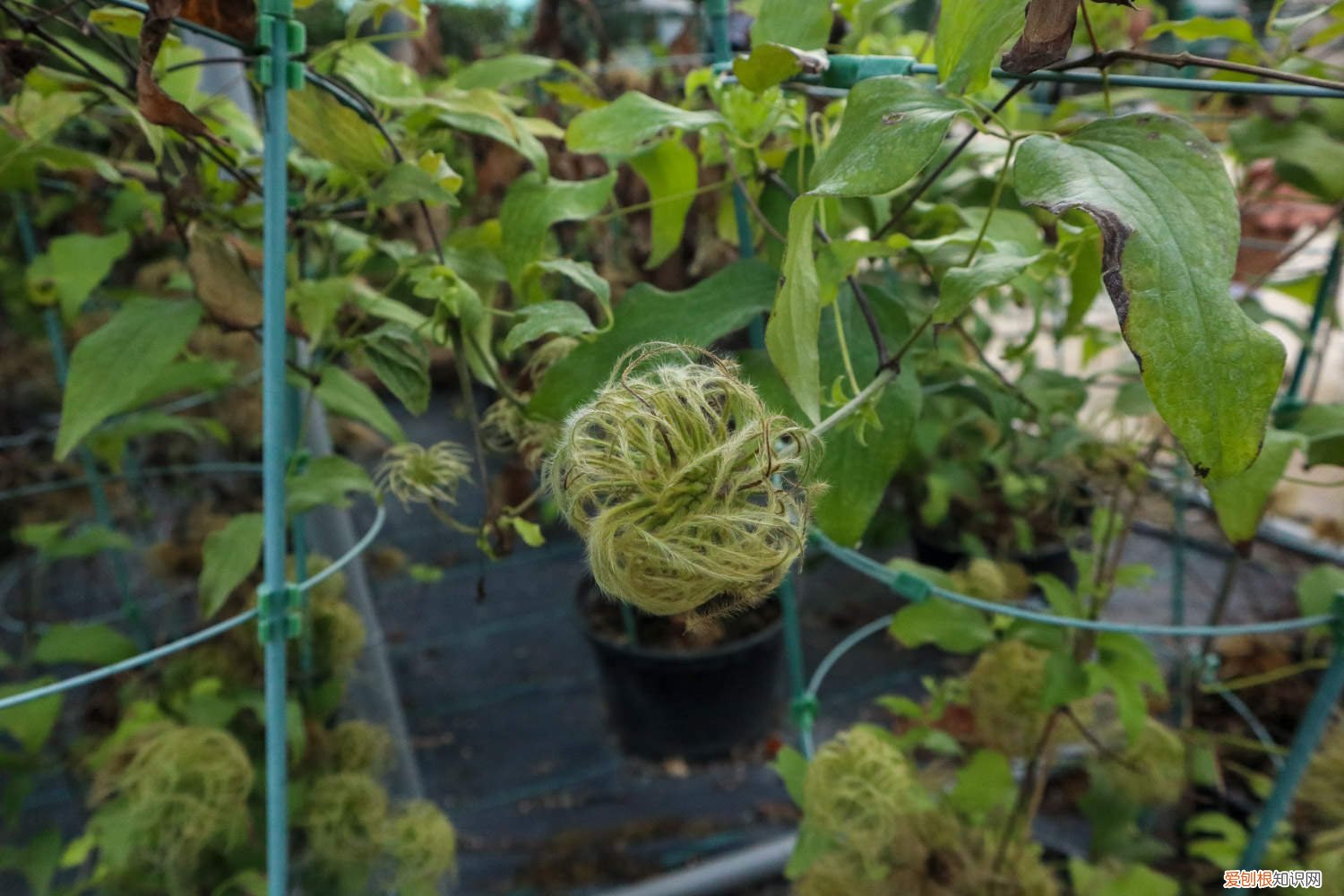 铁线莲 叶子发黄 铁线莲叶子发黄怎么办