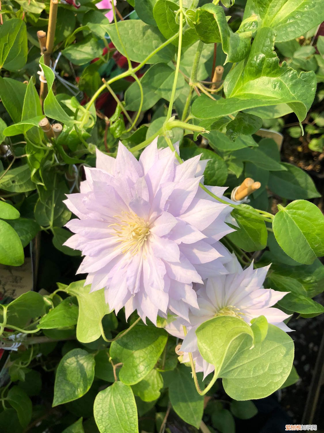 铁线莲 叶子发黄 铁线莲叶子发黄怎么办