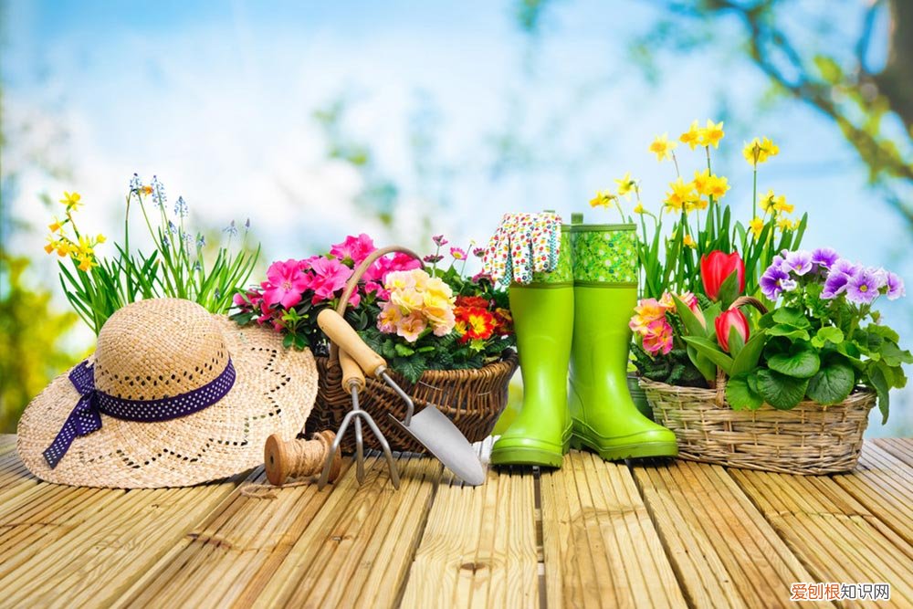 春兰黄叶是怎么回事 春兰叶子发黄怎么办