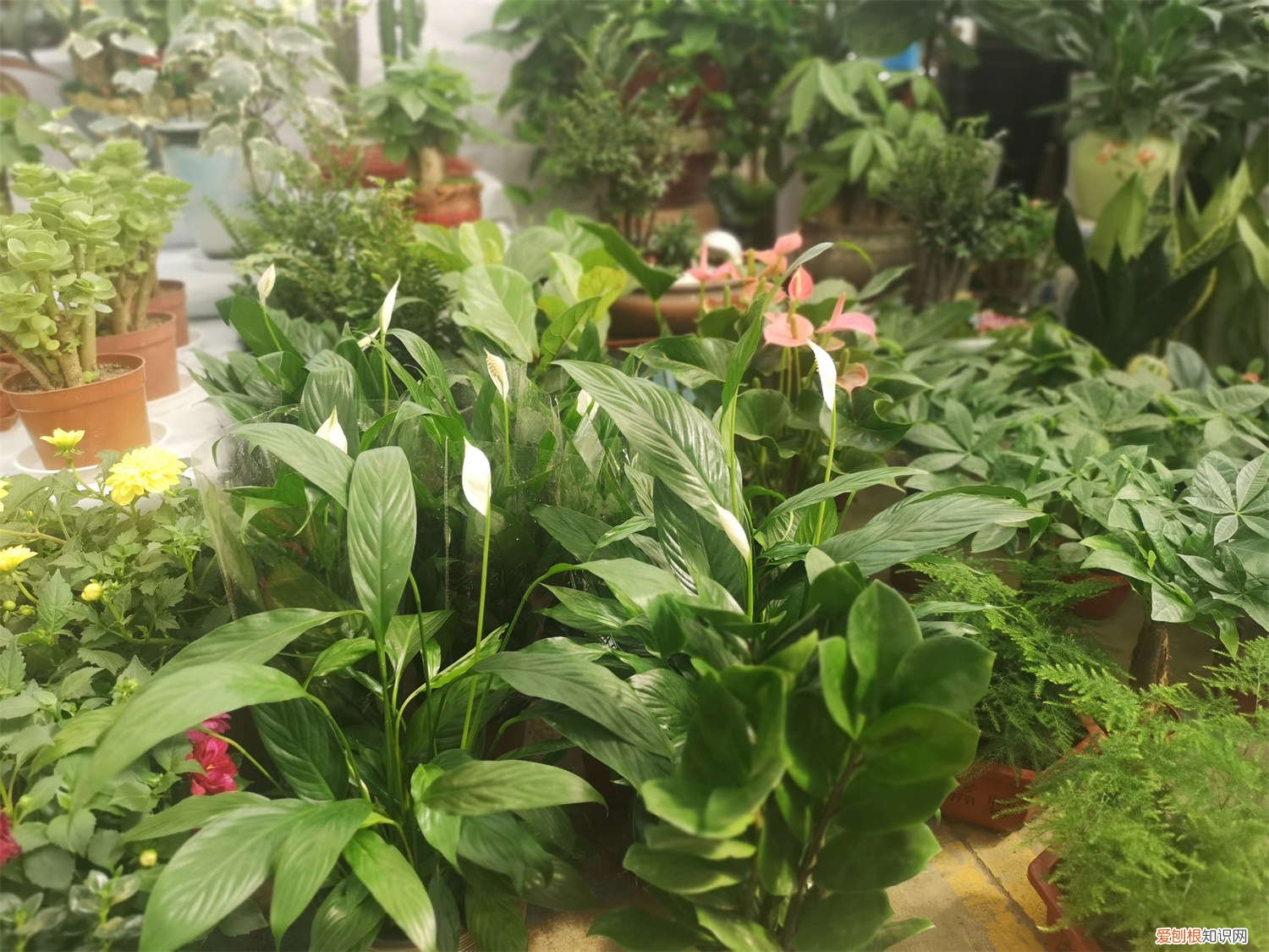 白掌叶发黄怎么回事 白掌叶子发黄怎么办