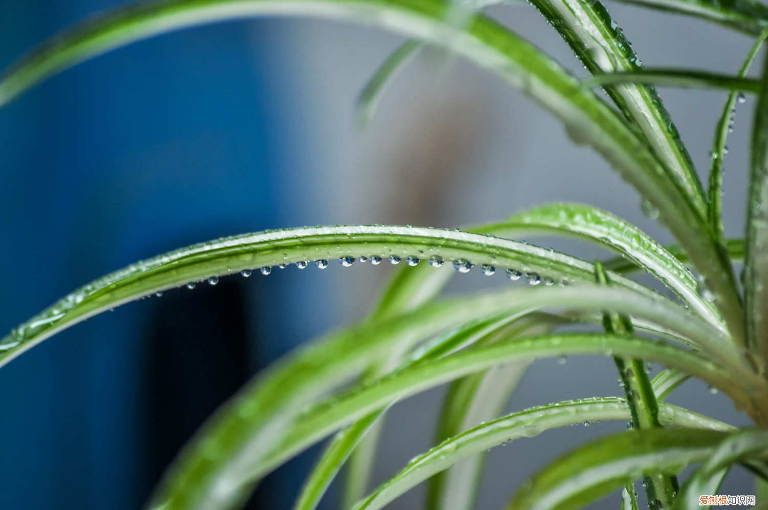 吊兰叶子发黄怎么办:原因及处理技巧 吊兰叶子发黄怎么办