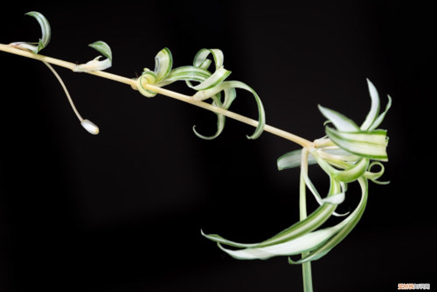 吊兰叶子发黄怎么办:原因及处理技巧 吊兰叶子发黄怎么办