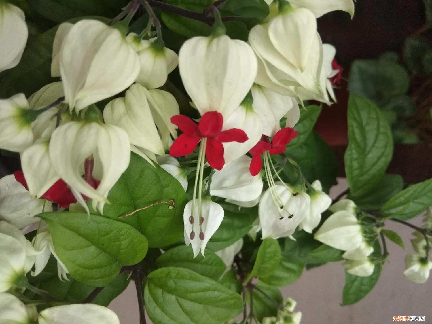 龙吐珠花叶子发黄怎么回事 龙吐珠叶子发黄怎么办