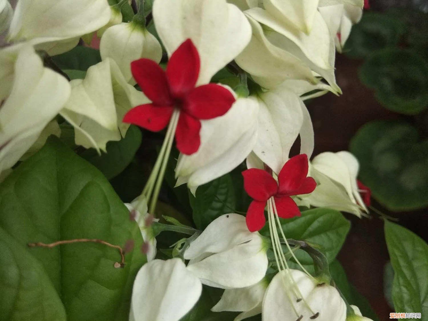 龙吐珠花叶子发黄怎么回事 龙吐珠叶子发黄怎么办