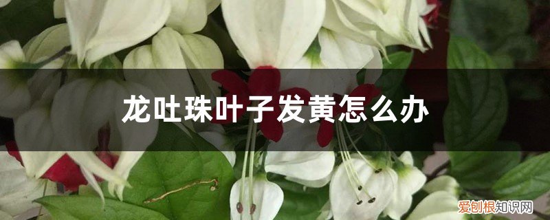 龙吐珠花叶子发黄怎么回事 龙吐珠叶子发黄怎么办