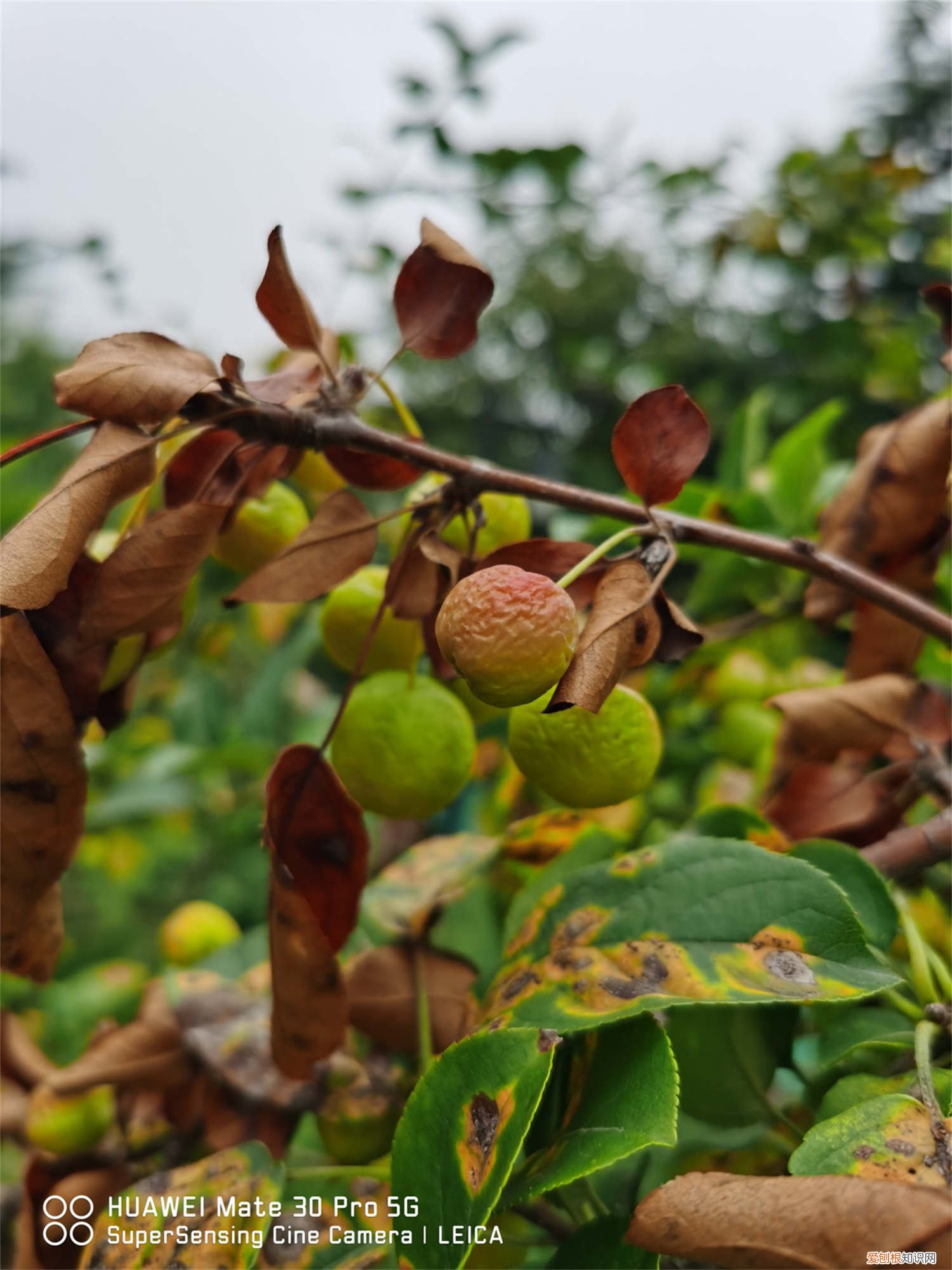 海棠叶子发黄怎么办用什么药 海棠叶子发黄怎么办