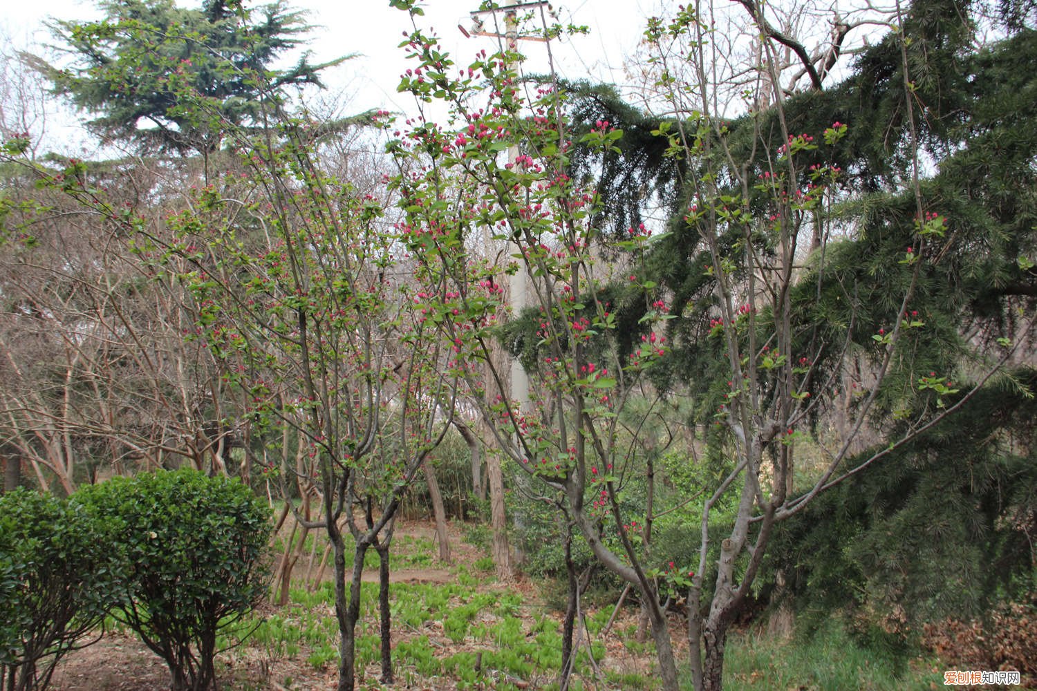 海棠叶子发黄怎么办用什么药 海棠叶子发黄怎么办