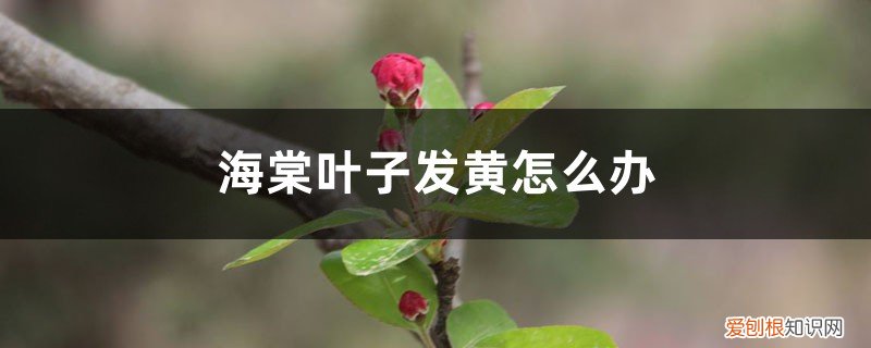 海棠叶子发黄怎么办用什么药 海棠叶子发黄怎么办