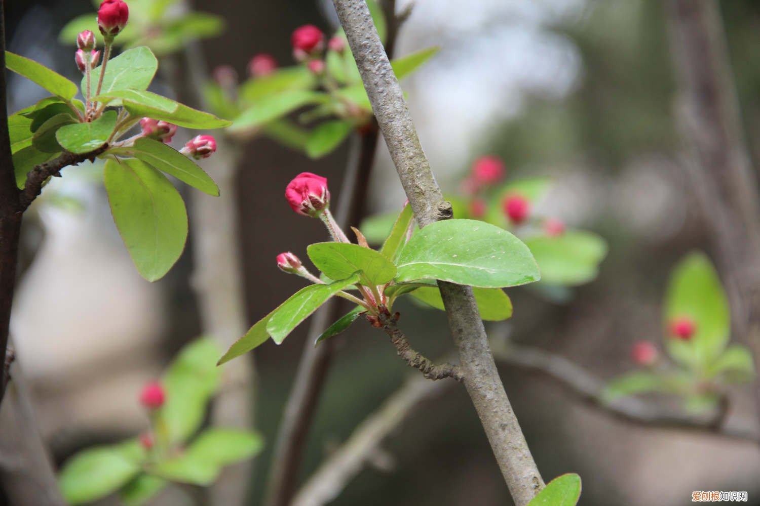 海棠叶子发黄怎么办用什么药 海棠叶子发黄怎么办