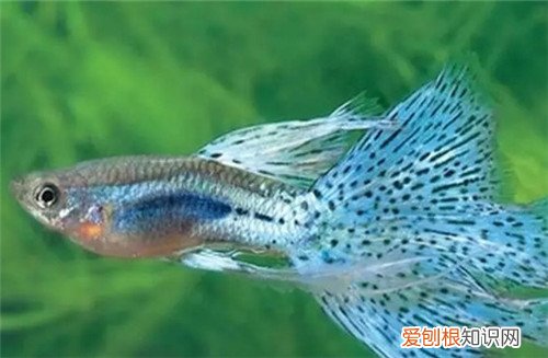 异形观赏鱼种类有哪些 哪些观赏鱼可以在家养