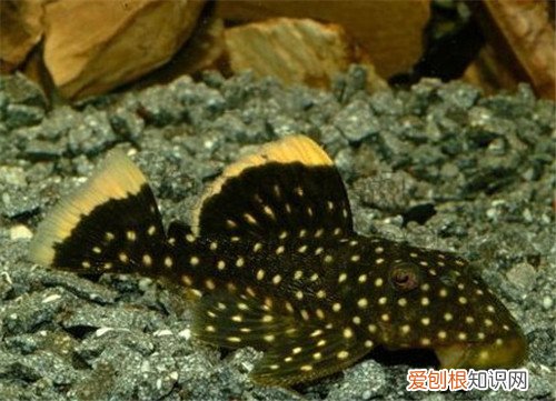 异形观赏鱼种类有哪些 哪些观赏鱼可以在家养