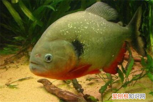 食人鱼可以吃吗 食人鱼怎么吃比较好