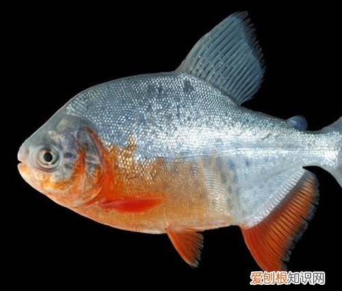 食人鱼可以吃吗 食人鱼怎么吃比较好