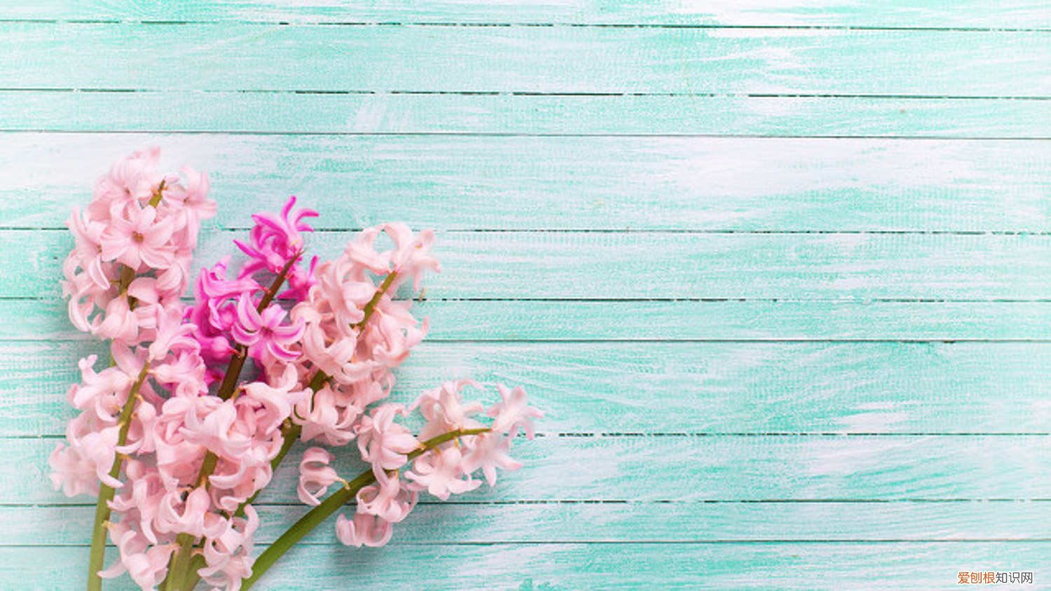 风信子叶子发红 风信子叶子发黄怎么办