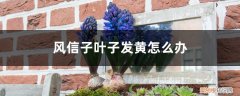 风信子叶子发红 风信子叶子发黄怎么办