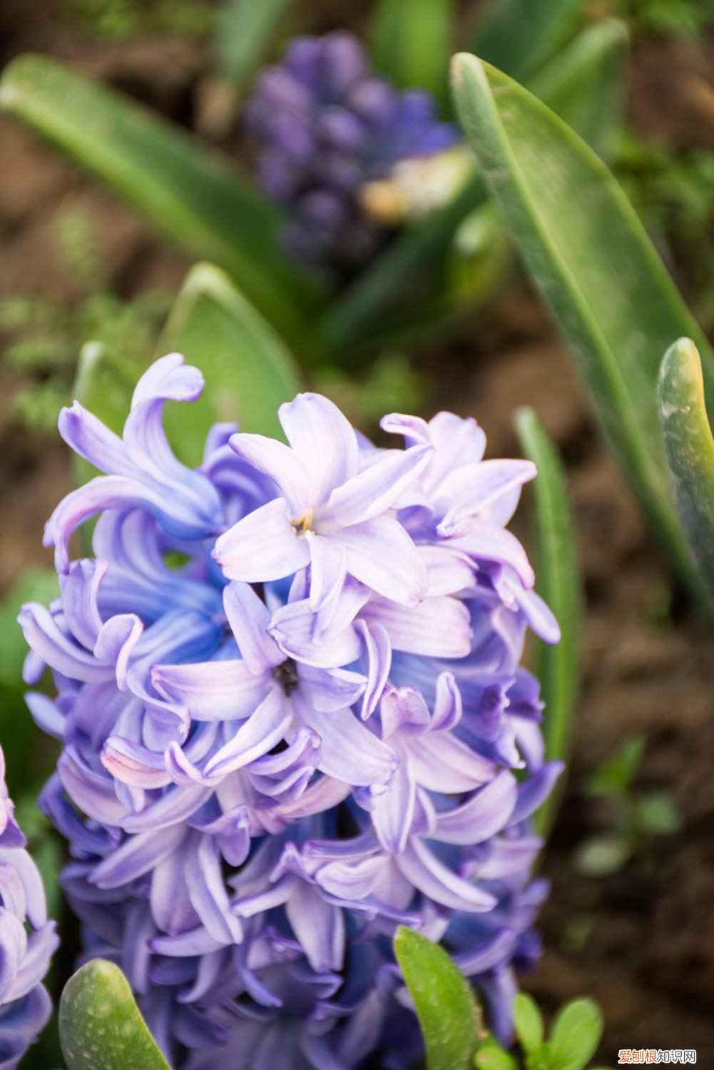 风信子叶子发红 风信子叶子发黄怎么办