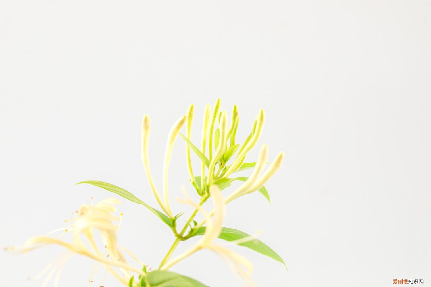 金银花叶子发黄是怎么回事 金银花叶子发黄怎么办