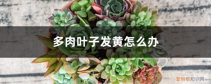 多肉的叶子为什么会发黄怎么办 多肉叶子发黄怎么办