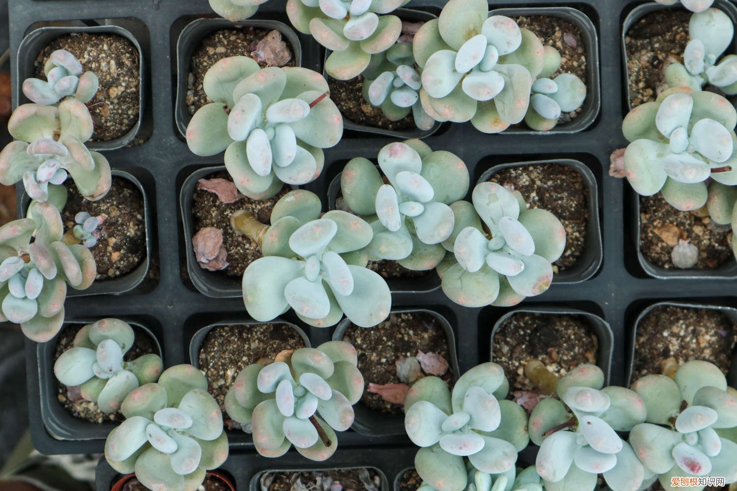 多肉的叶子为什么会发黄怎么办 多肉叶子发黄怎么办