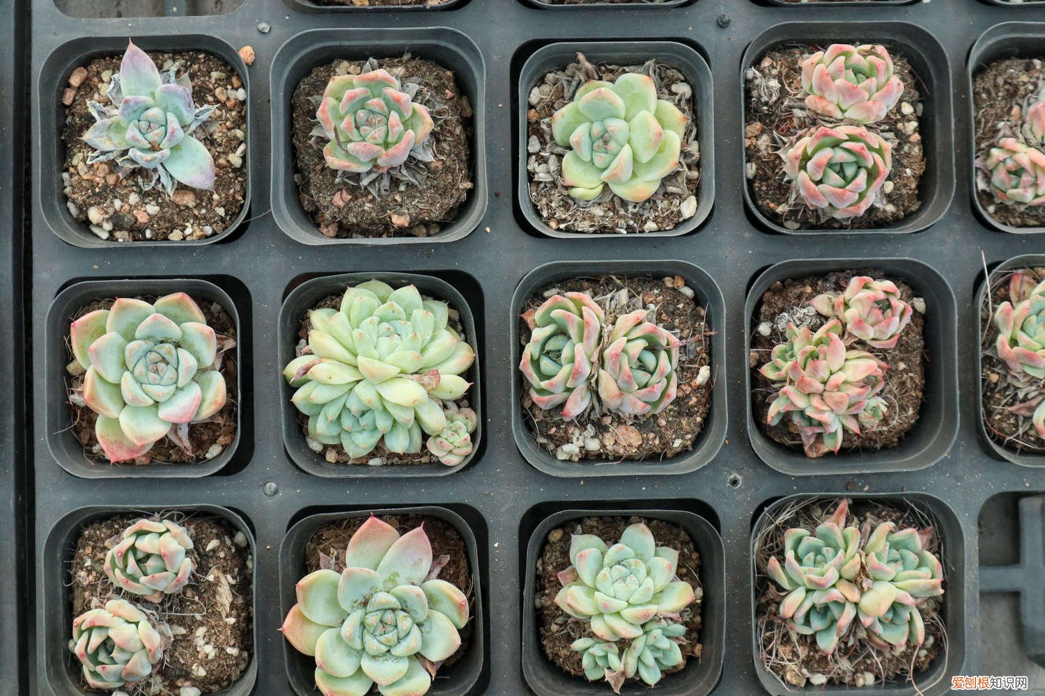 多肉的叶子为什么会发黄怎么办 多肉叶子发黄怎么办