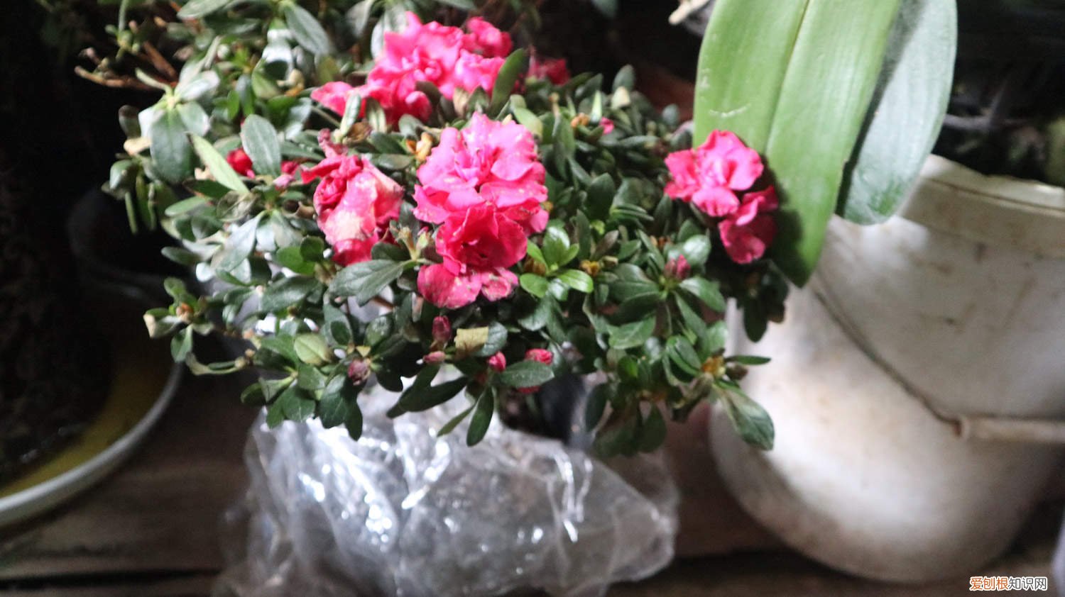 杜鹃花叶片发黄怎么办 杜鹃花叶子发黄怎么办