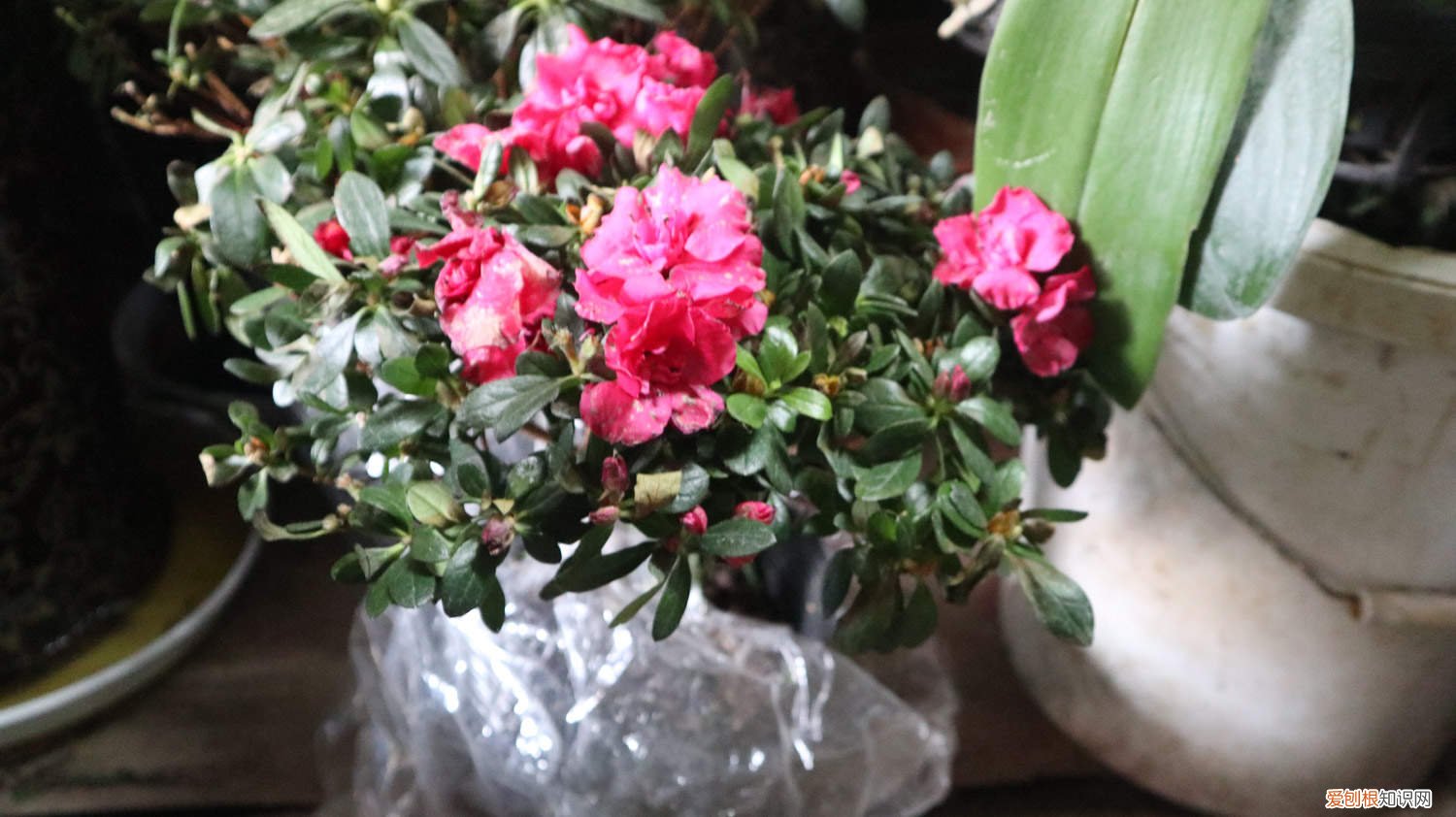 杜鹃花叶片发黄怎么办 杜鹃花叶子发黄怎么办