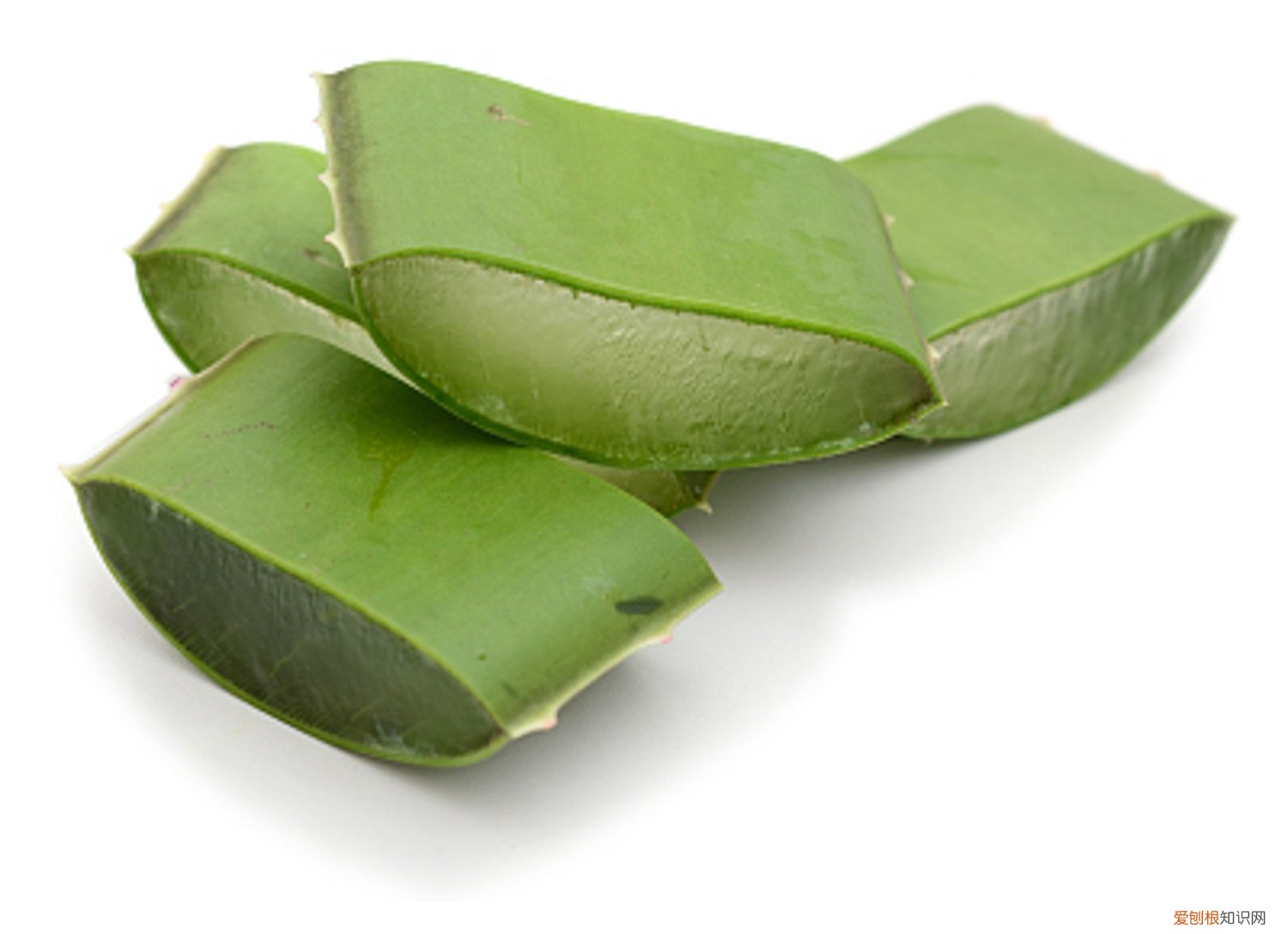 芦荟叶子黄了该怎么办 芦荟叶子发黄怎么办