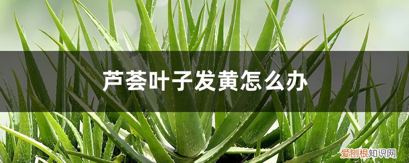 芦荟叶子黄了该怎么办 芦荟叶子发黄怎么办